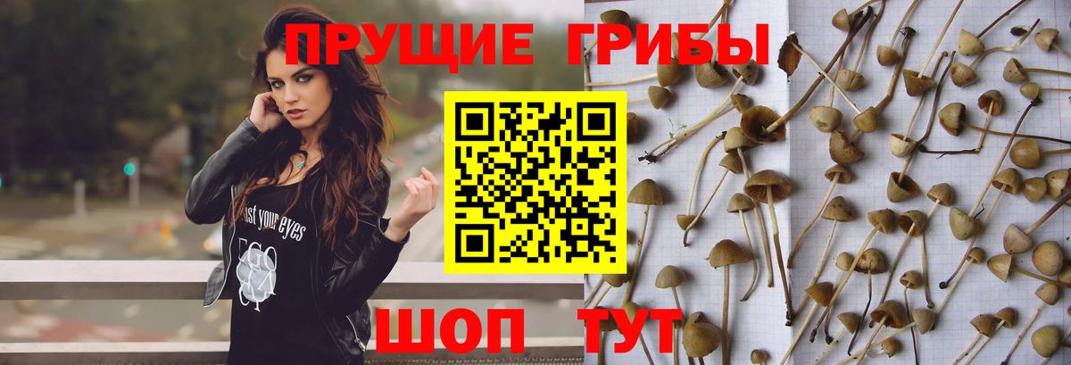 Псилоцибиновые грибы MAGIC MUSHROOMS  Вход с VPN  купить наркотик  Ковров 